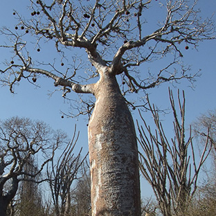 baobab7