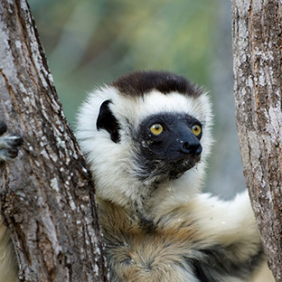 indri 2